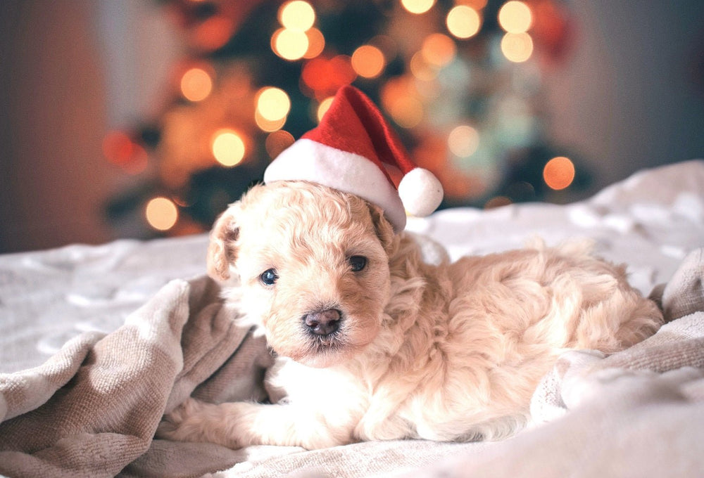 Merry Christmas | Hush Home