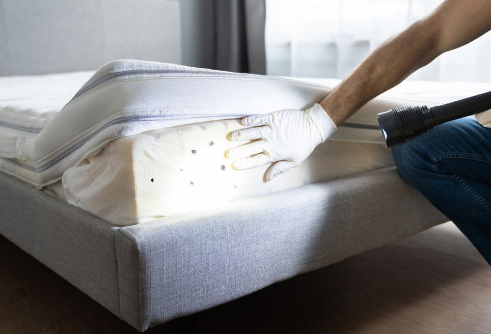 How to Check For Bed Bugs: A Quick Guide